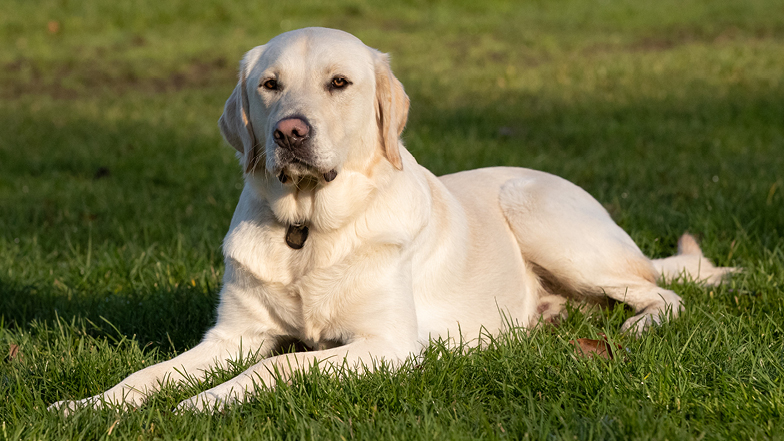 Spirit lying on the grass