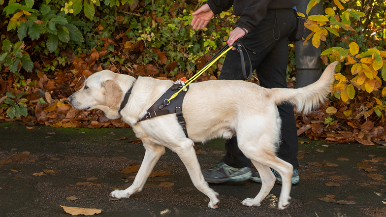 Spirit walking in brown harness