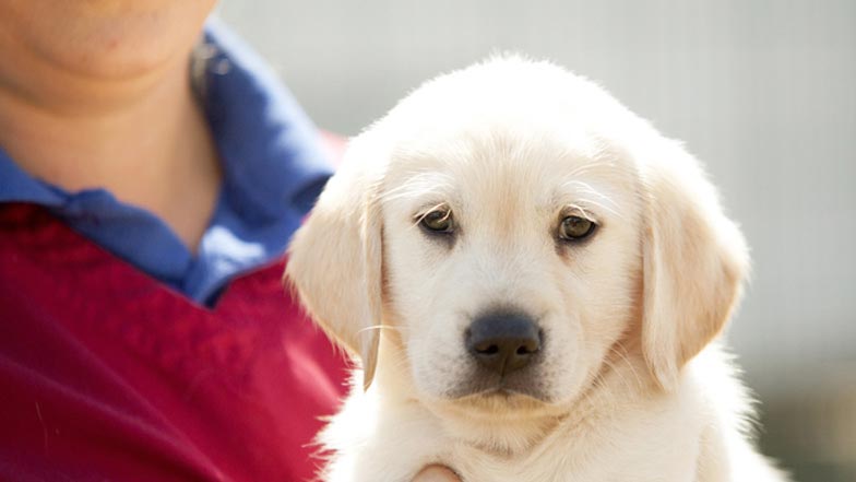 Puppy Spirit being held