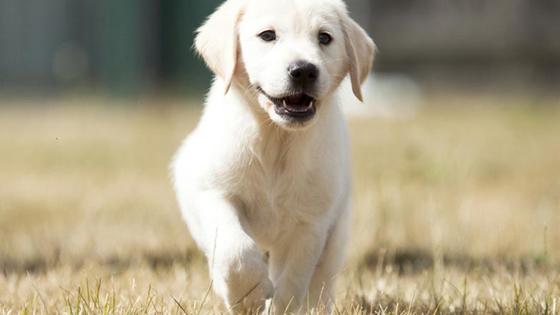 Spirit running through the grass
