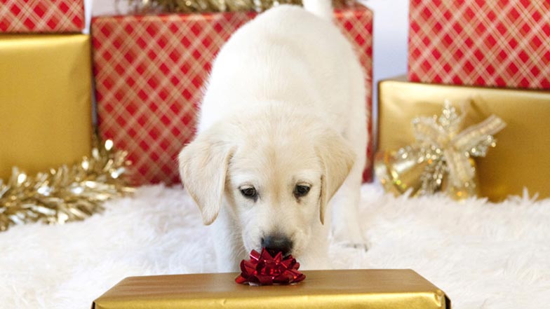 Spirit sniffing a Christmas present