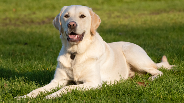 Spirit laying on the grass