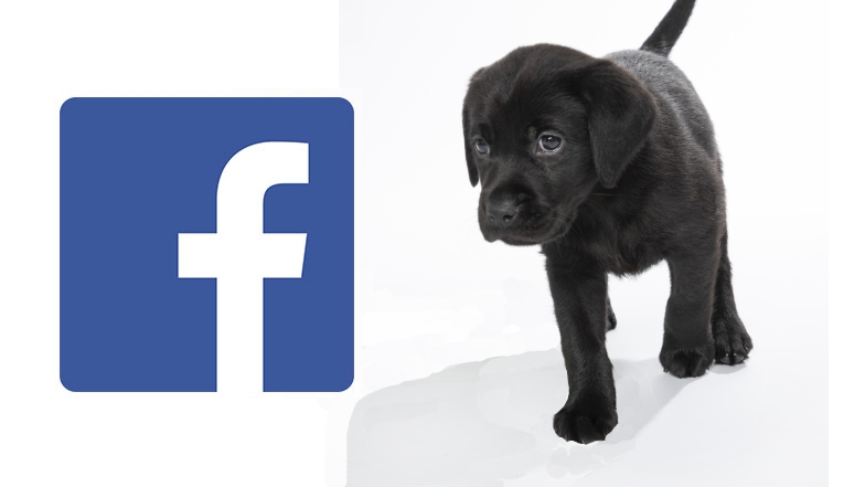 Skye with Facebook icon Skye with Facebook icon