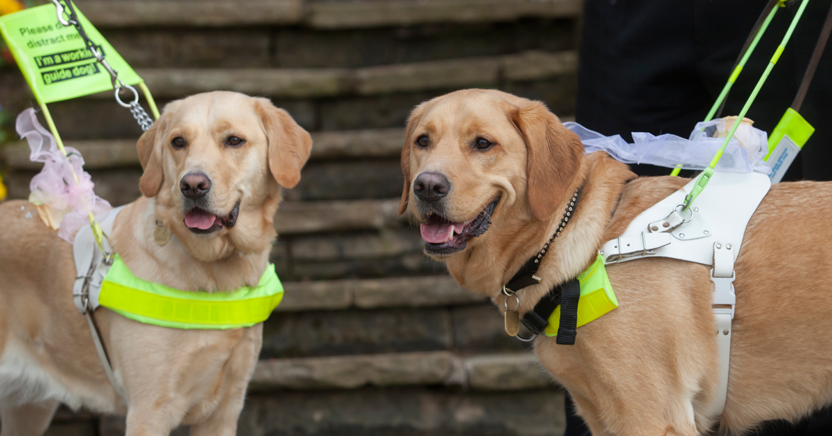 Guide Dogs Training Schools Across The UK | Guide Dogs