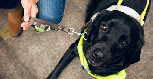 why do they only use labradors as guide dogs