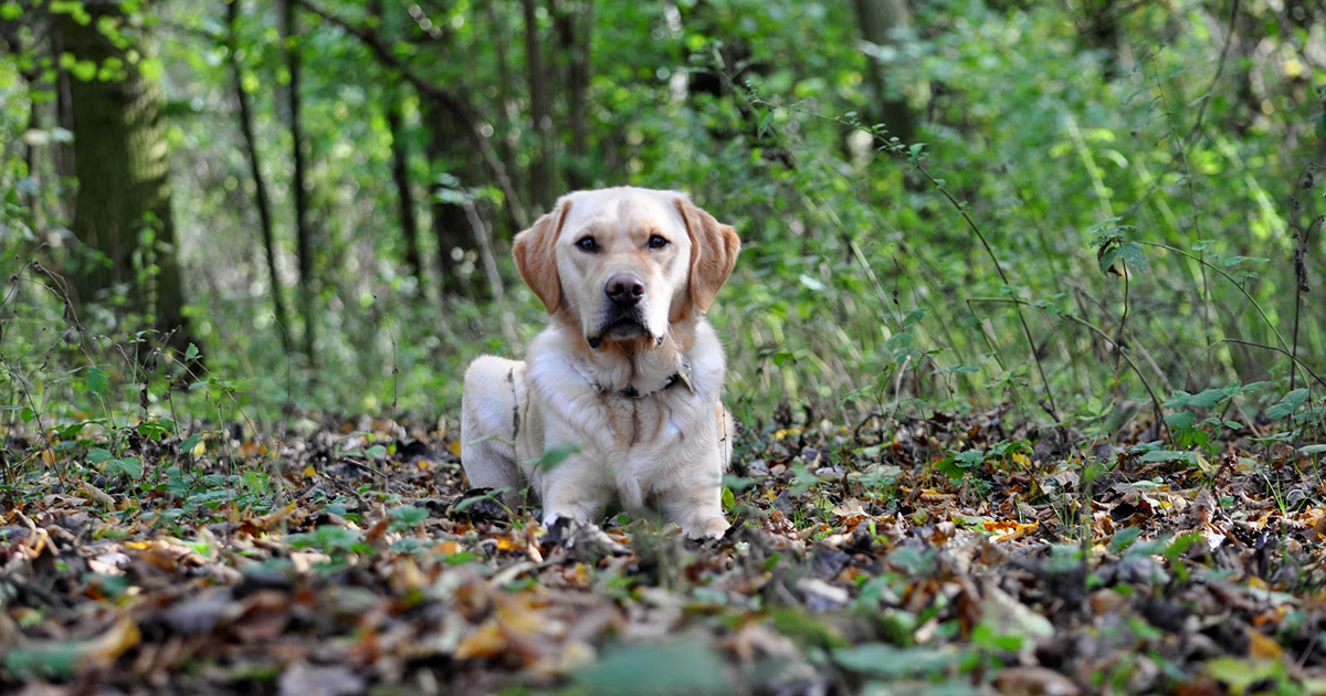 Retired Or Withdrawn Guide Dog 