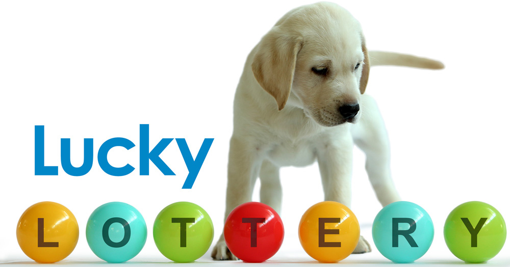 Lucky Lottery Winners Who Won This Week Guide Dogs