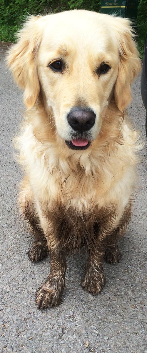 Retired Or Withdrawn Guide Dog 