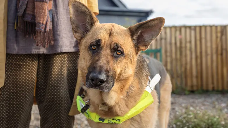 A German shepherd guide dog looks to camera wearing their guide dog harness standing next to their guide dog owner. 