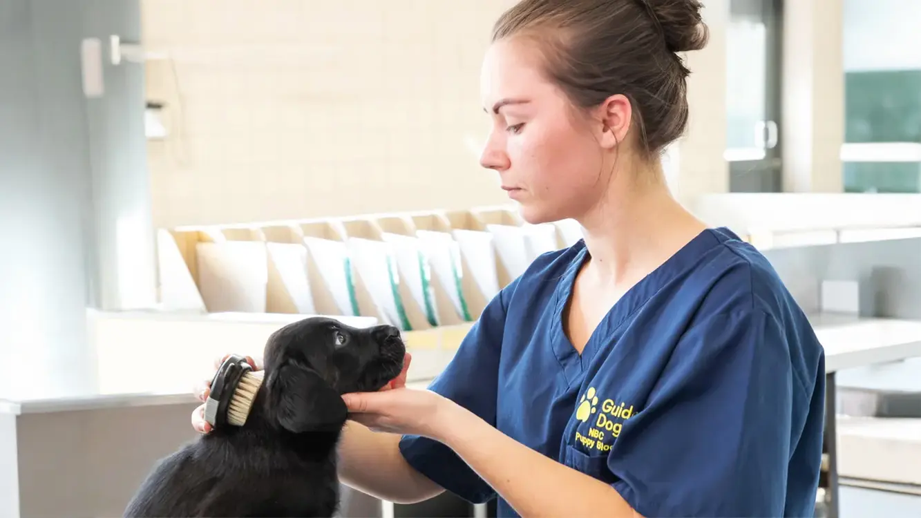 A Guide Dogs member of staff brushes the coat of a black-coated guide dog puppy at the National Centre.