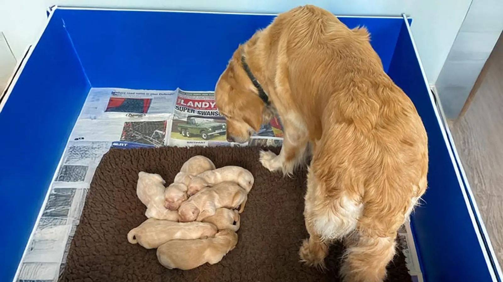 Parsnip's litter with their mum standing beside them looking downwards.