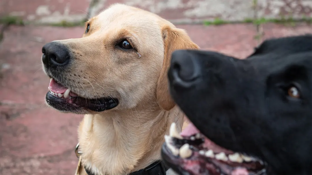 15 Facts About Guide Dogs | Did You Know | Guide Dogs UK