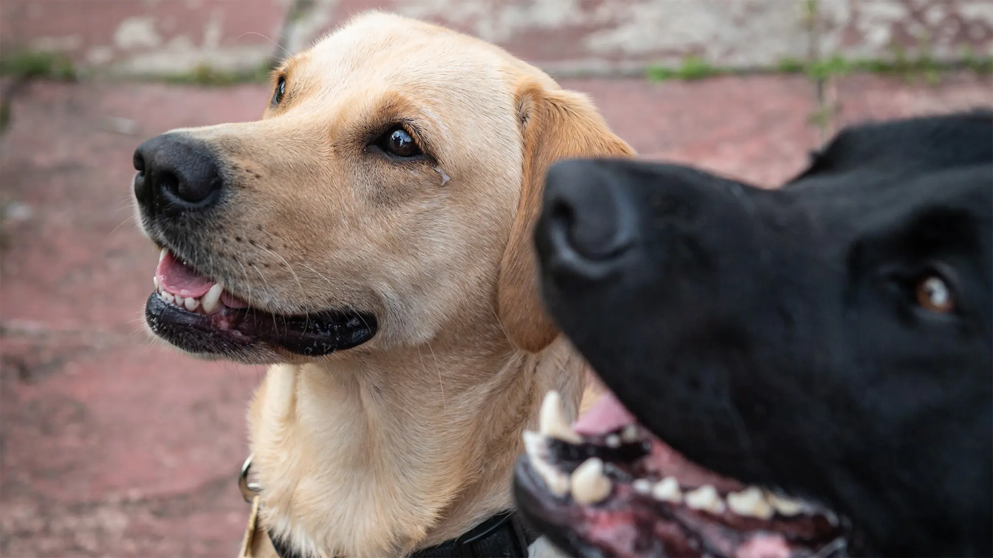 15 Facts About Guide Dogs | Did You Know | Guide Dogs UK