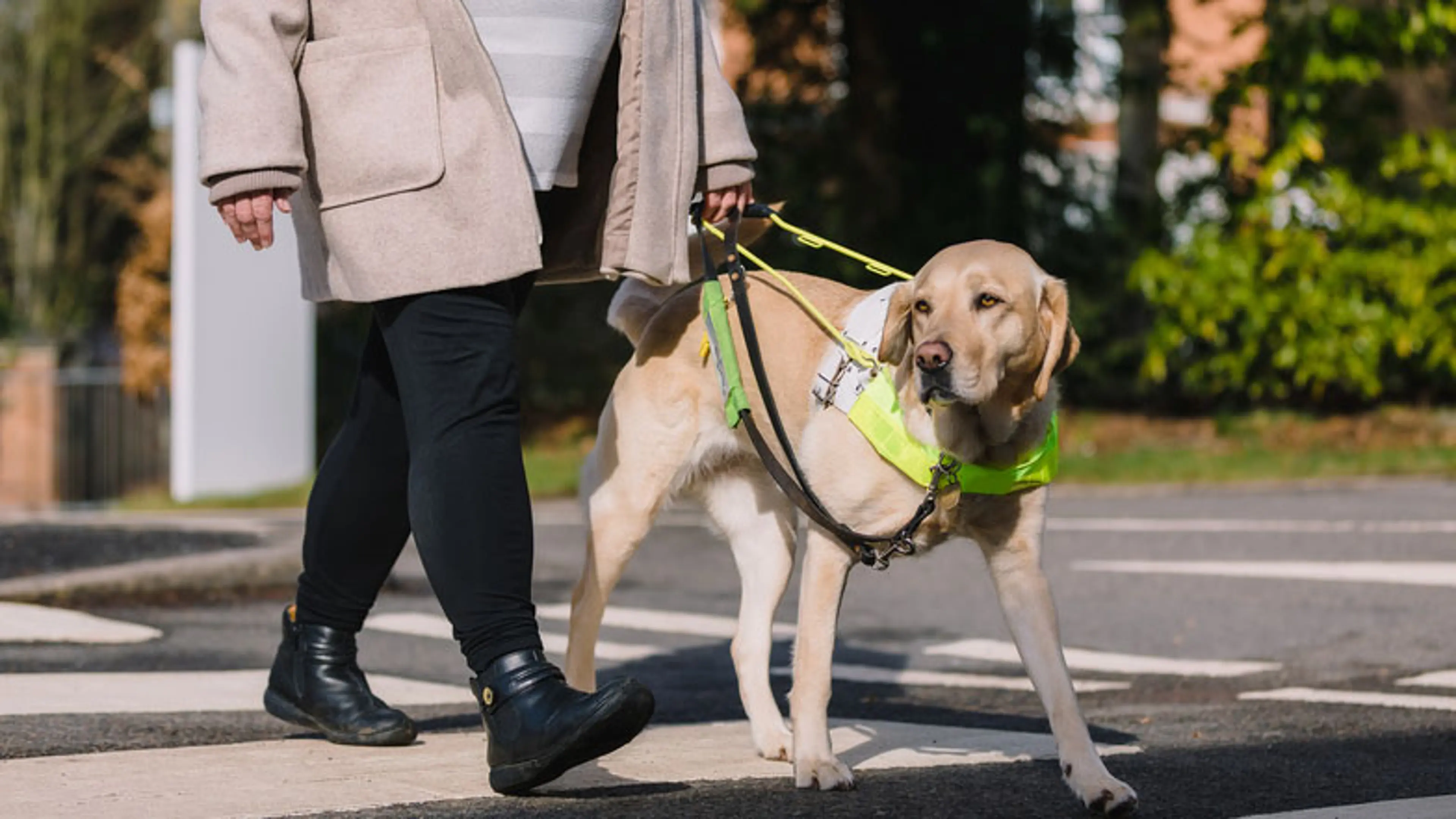 A guide dog walking with their guide dog owner.