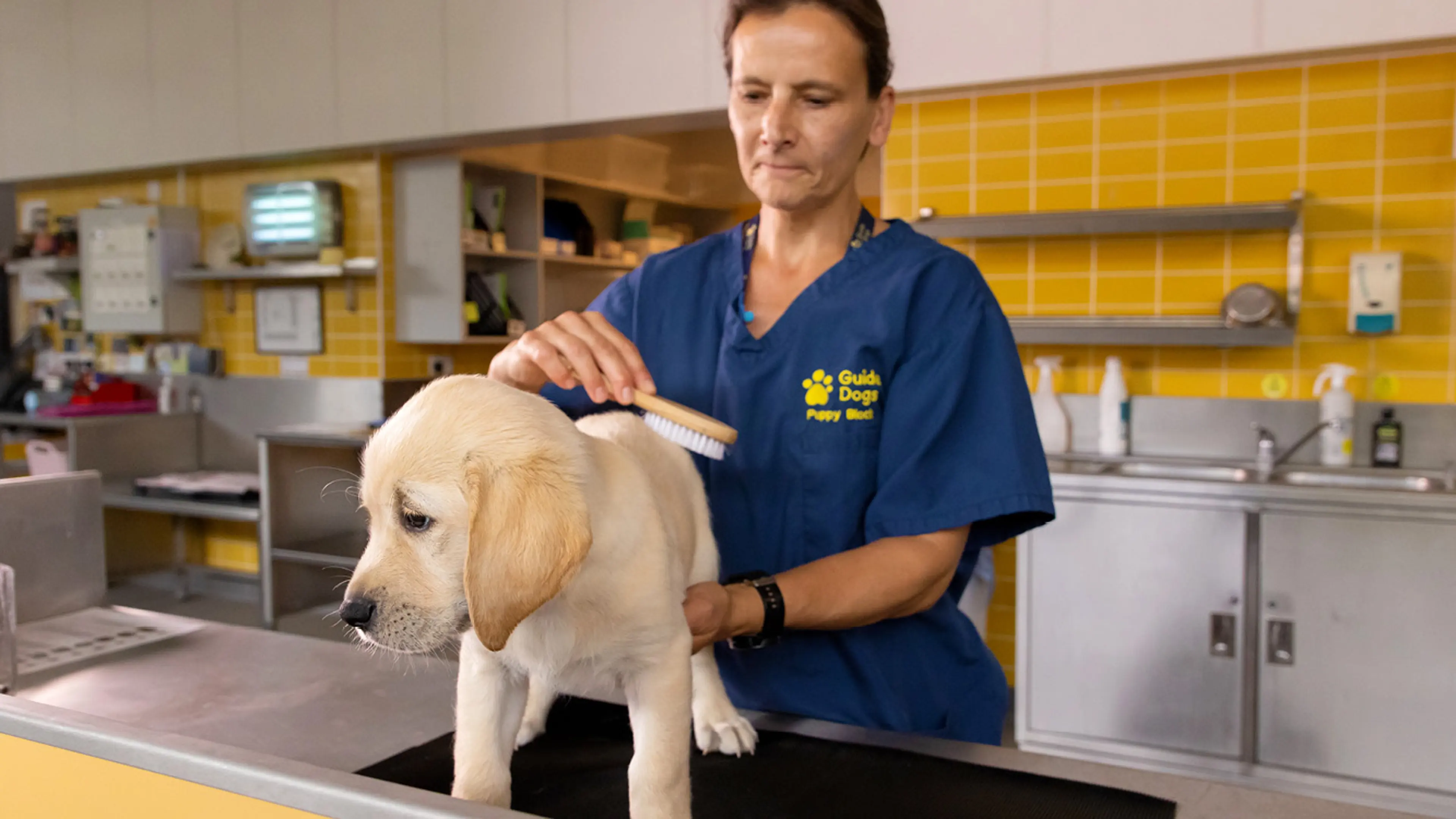 Nutmeg being brushed by a Guide Dogs staff member.
