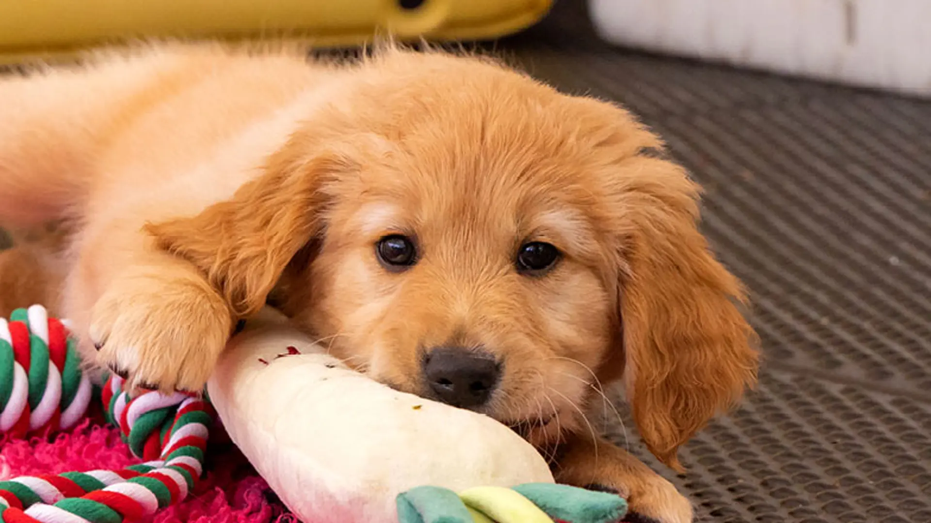 Parsnip lying on the floor with his toys.