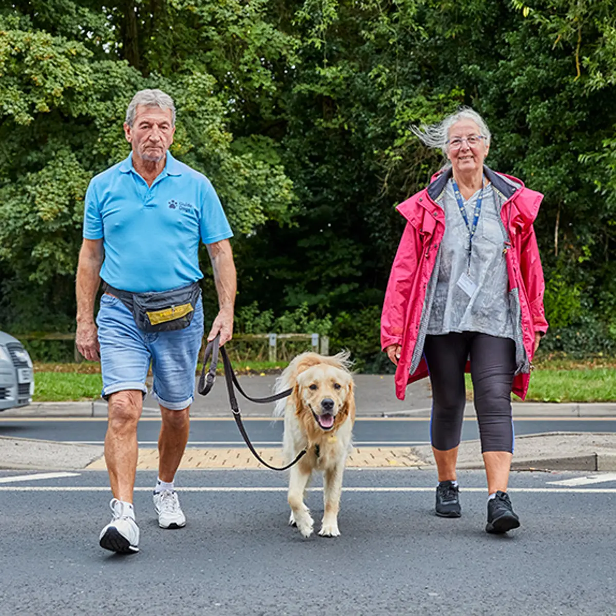 Guide Dogs fosterers Terry and Margaret walking a guide dog in training.