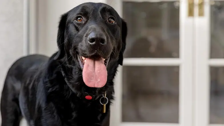 A black Labrador smiles with their tongue out looking to camera
