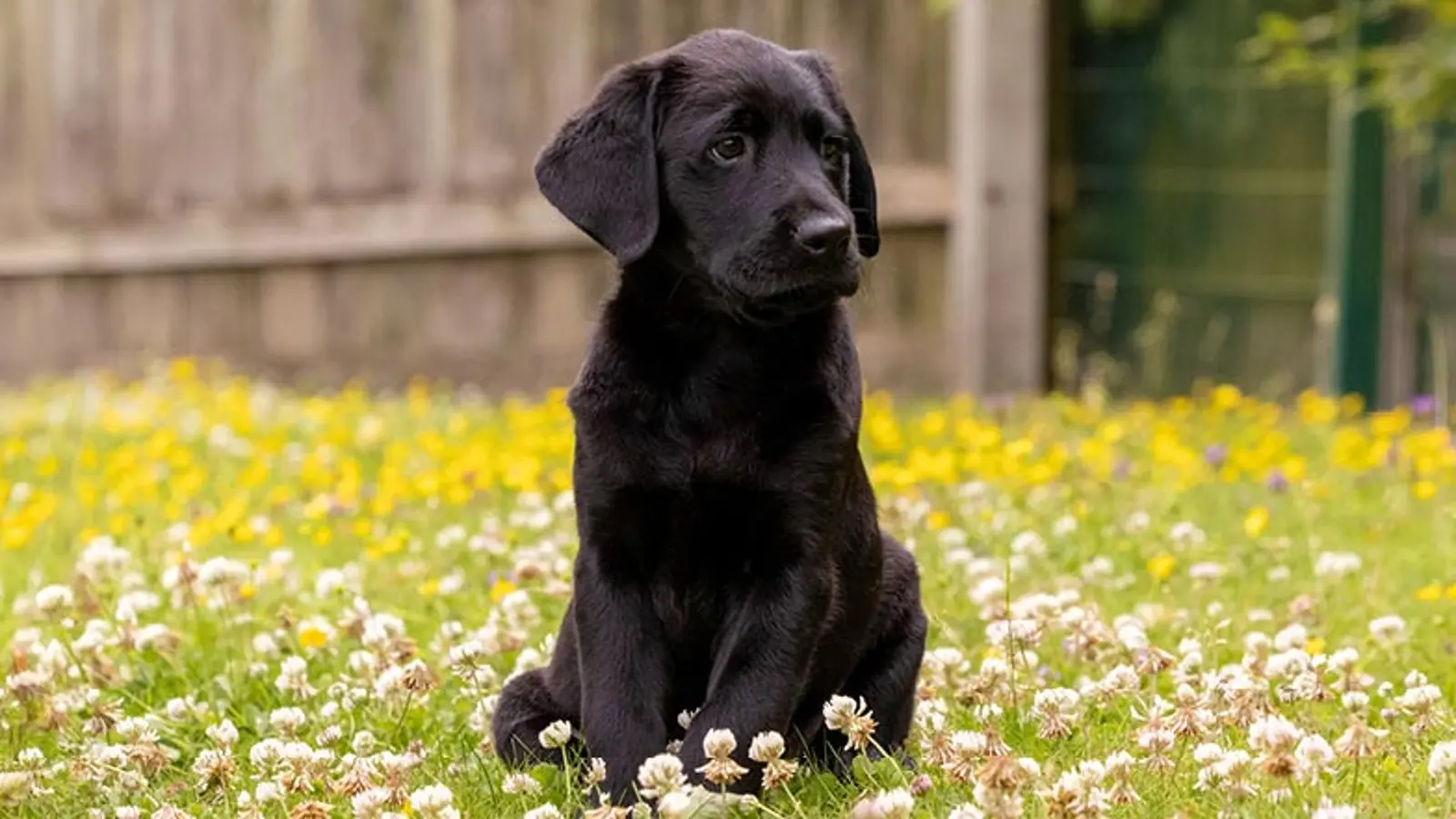 Clara sitting in a grassy field full of dandelions.