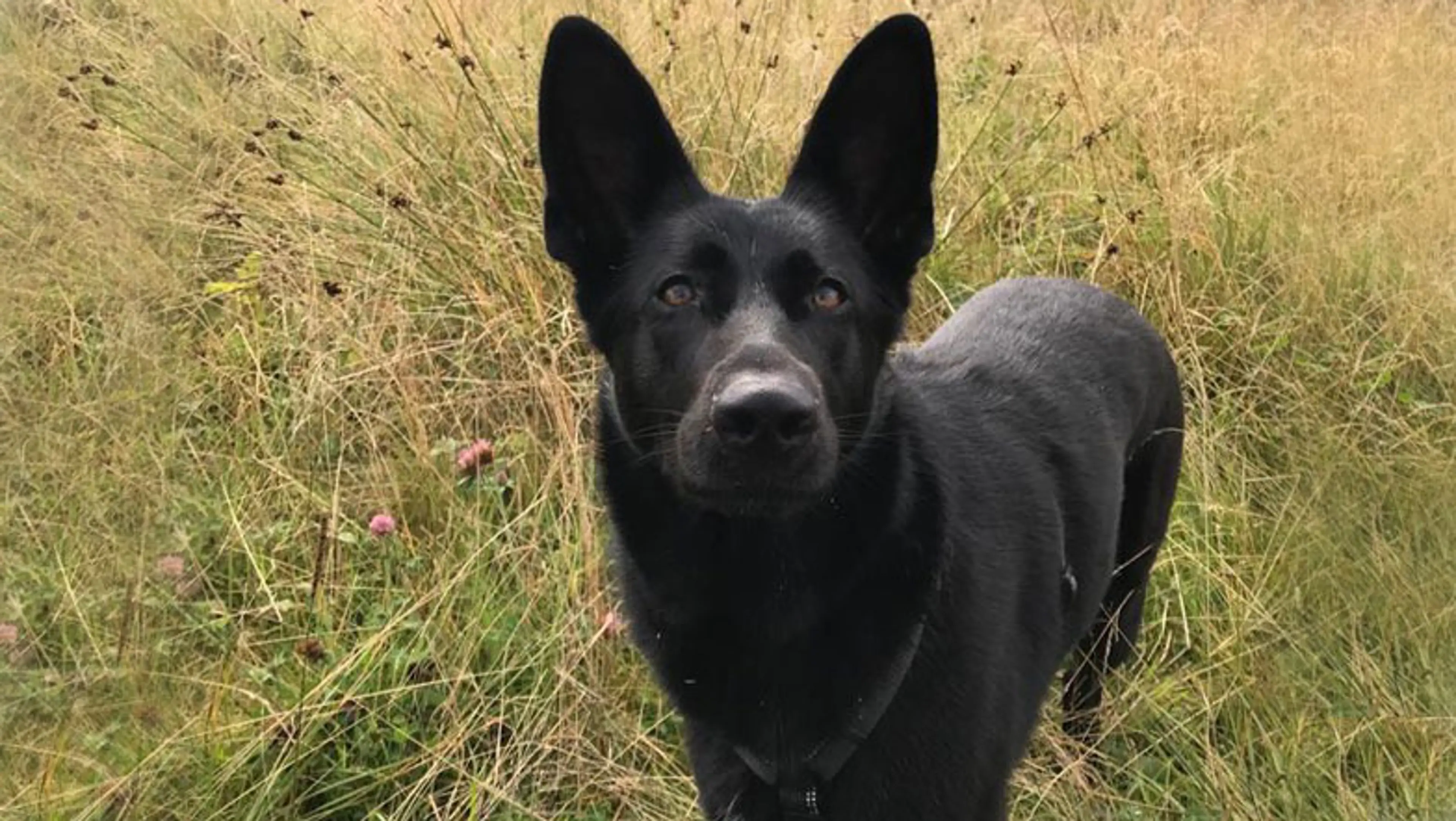 Black German Shepherd Dusty looking up towards in the camera in an open field