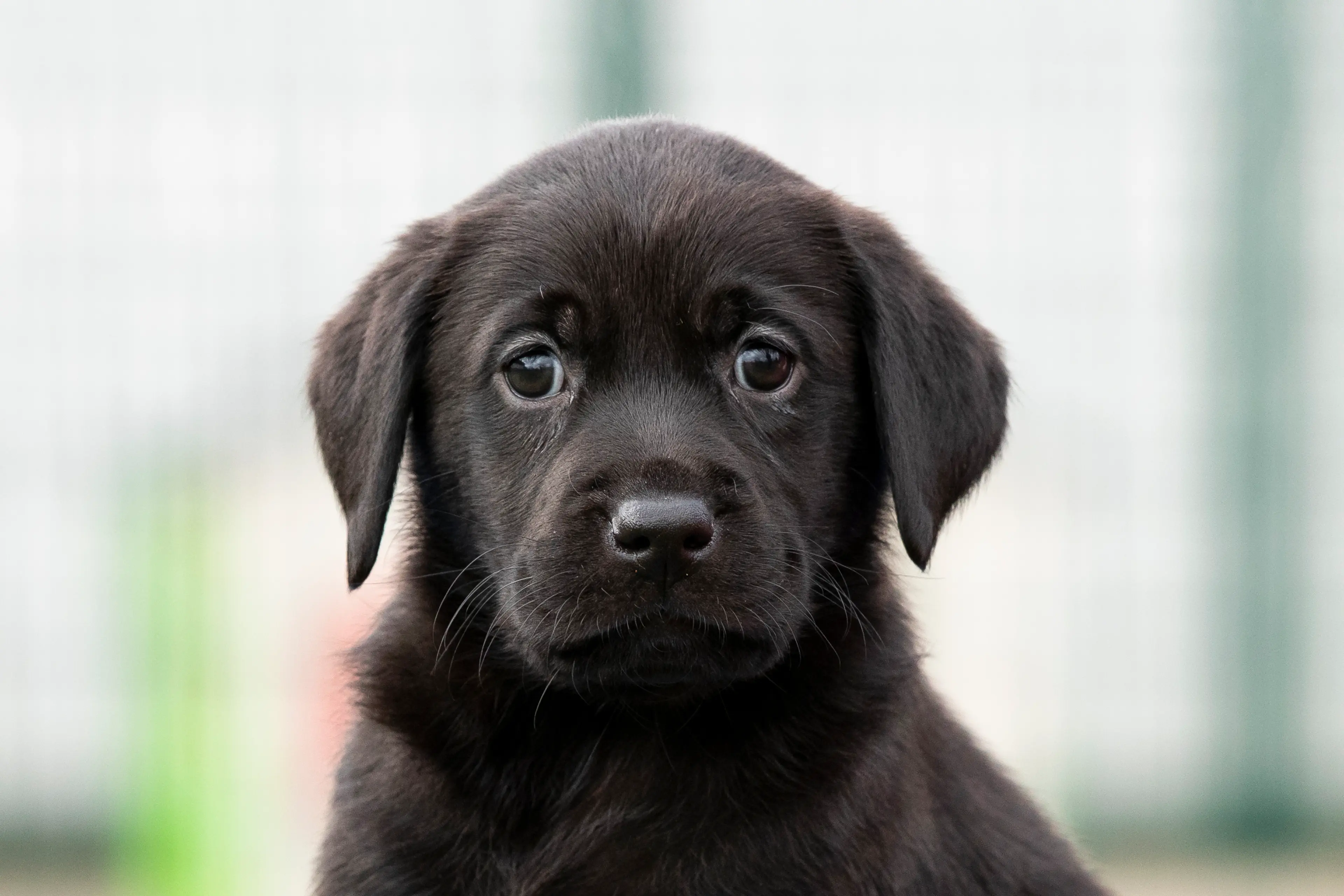 Headshot of a black Labrador puppy.