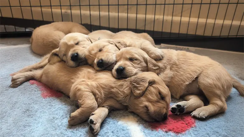 Three golden retriever puppies snuggling together and laying on top of their littlemate, Pickle.
