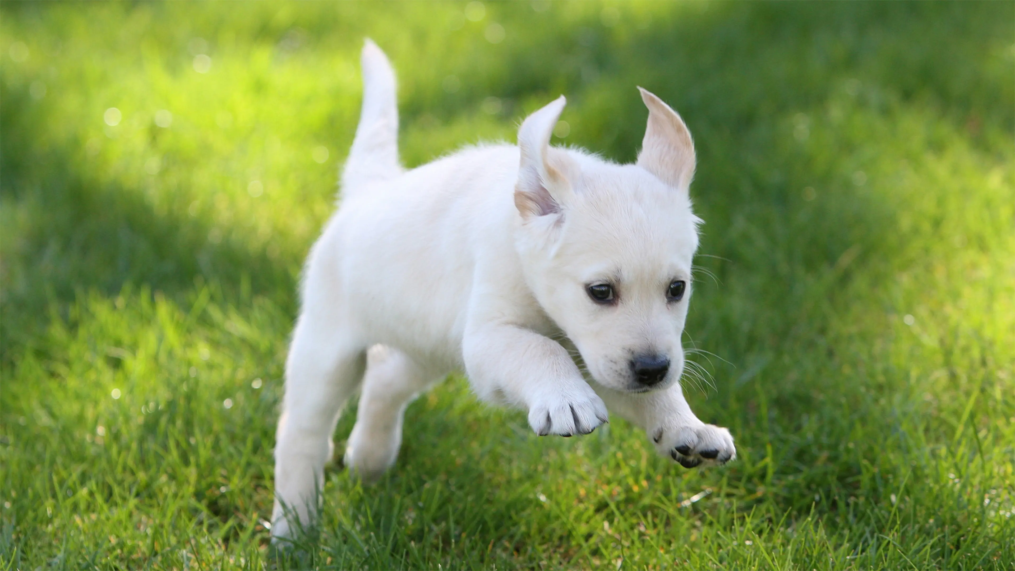 Dottie, a yellow Labrador guide dog puppy, jumps through the grass. Her ears fly up in the breeze.