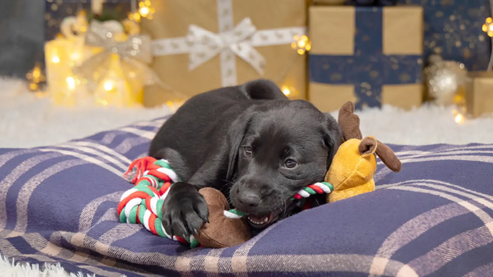 Sage chewing on her toy while lying on a dog bed in front of a stack of Christmas presents