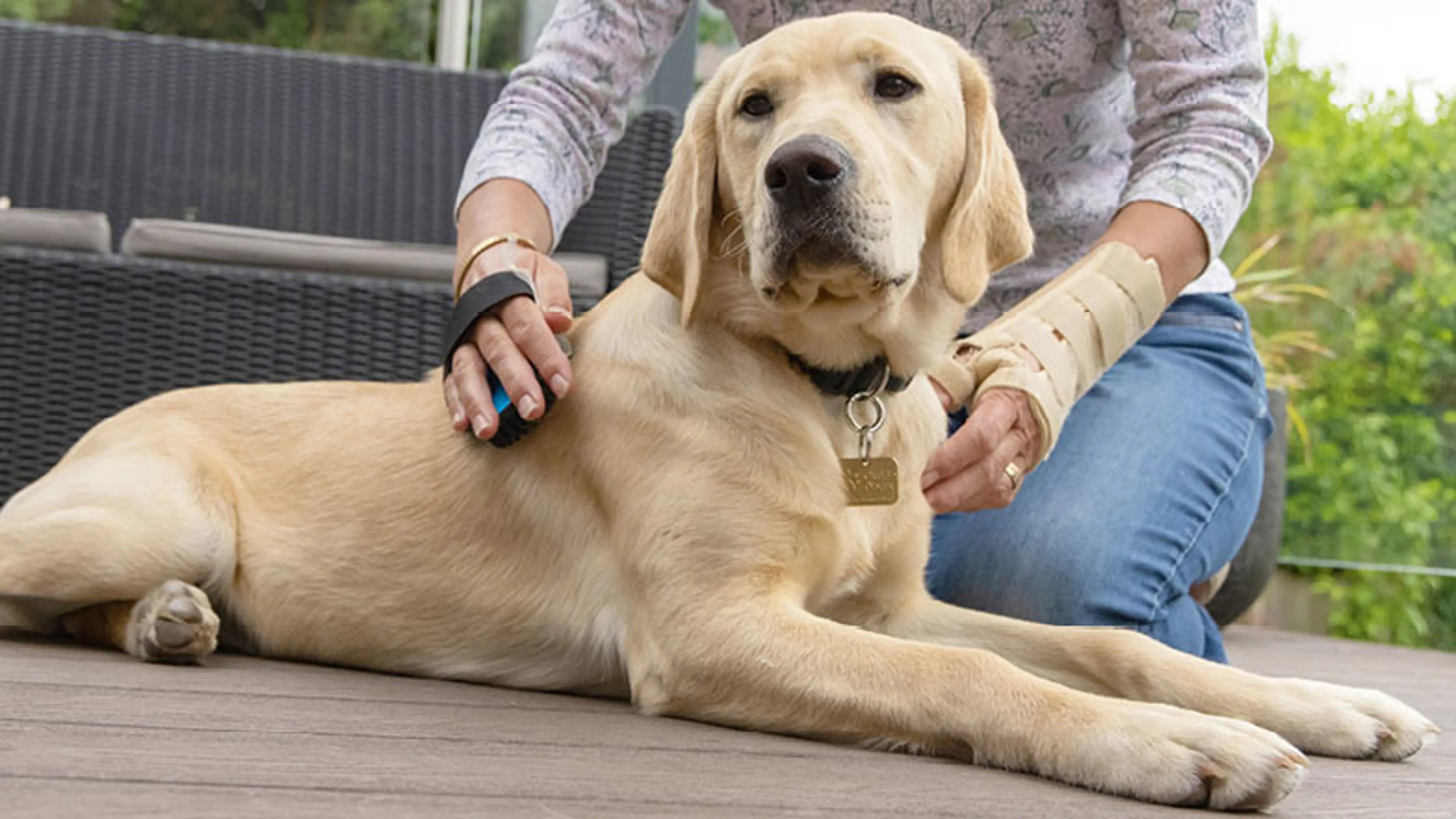 Close up of Doris being groomed
