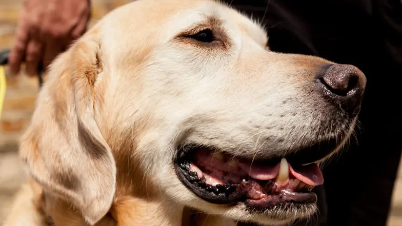 Close up of guide dogs face looking happy.
