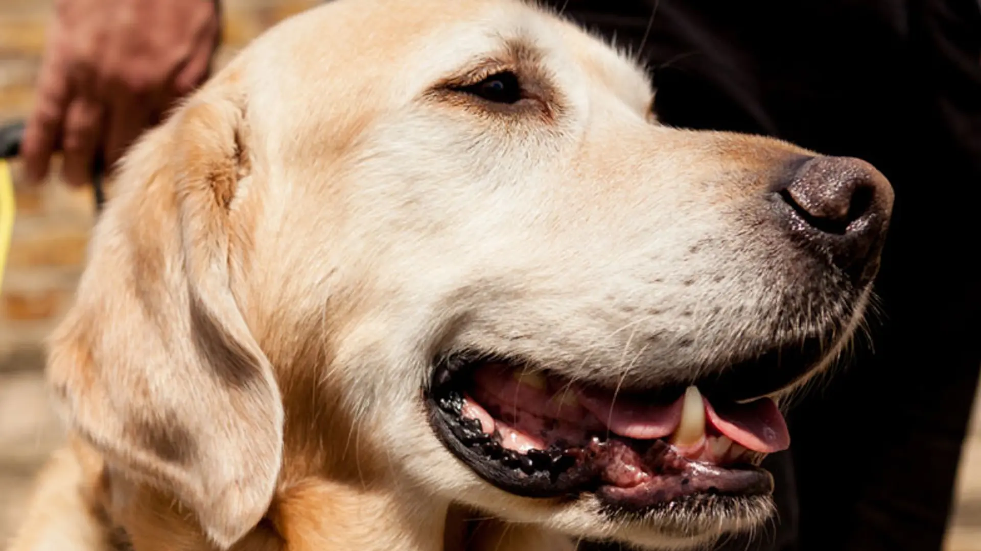 Close up of guide dogs face looking happy.