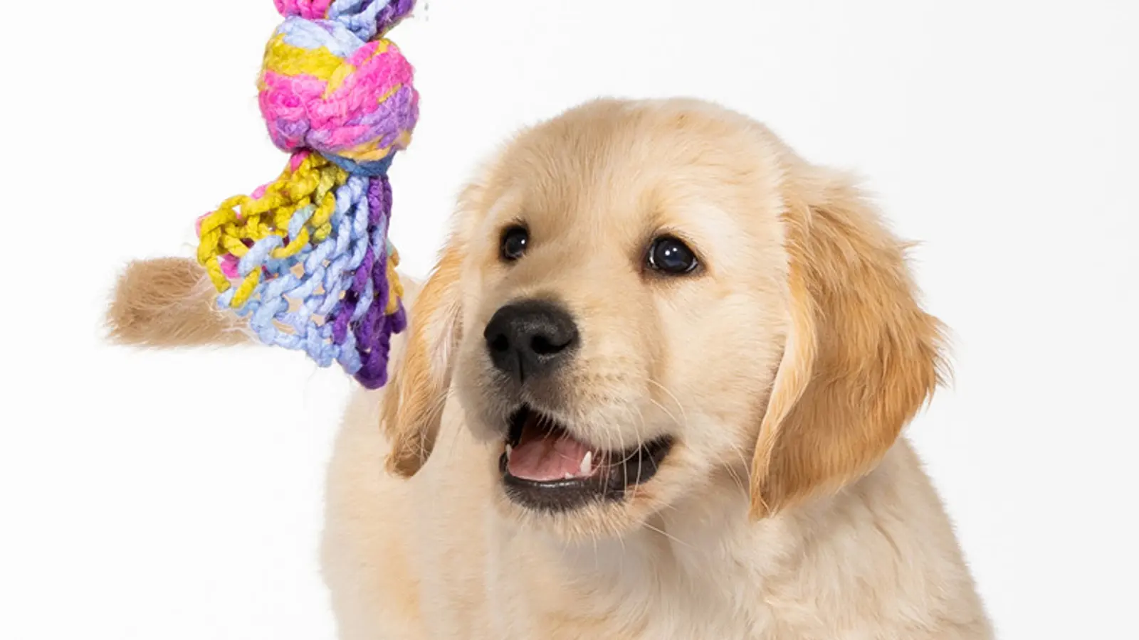Walter looking towards his colourful tug rope toy in front of a white background