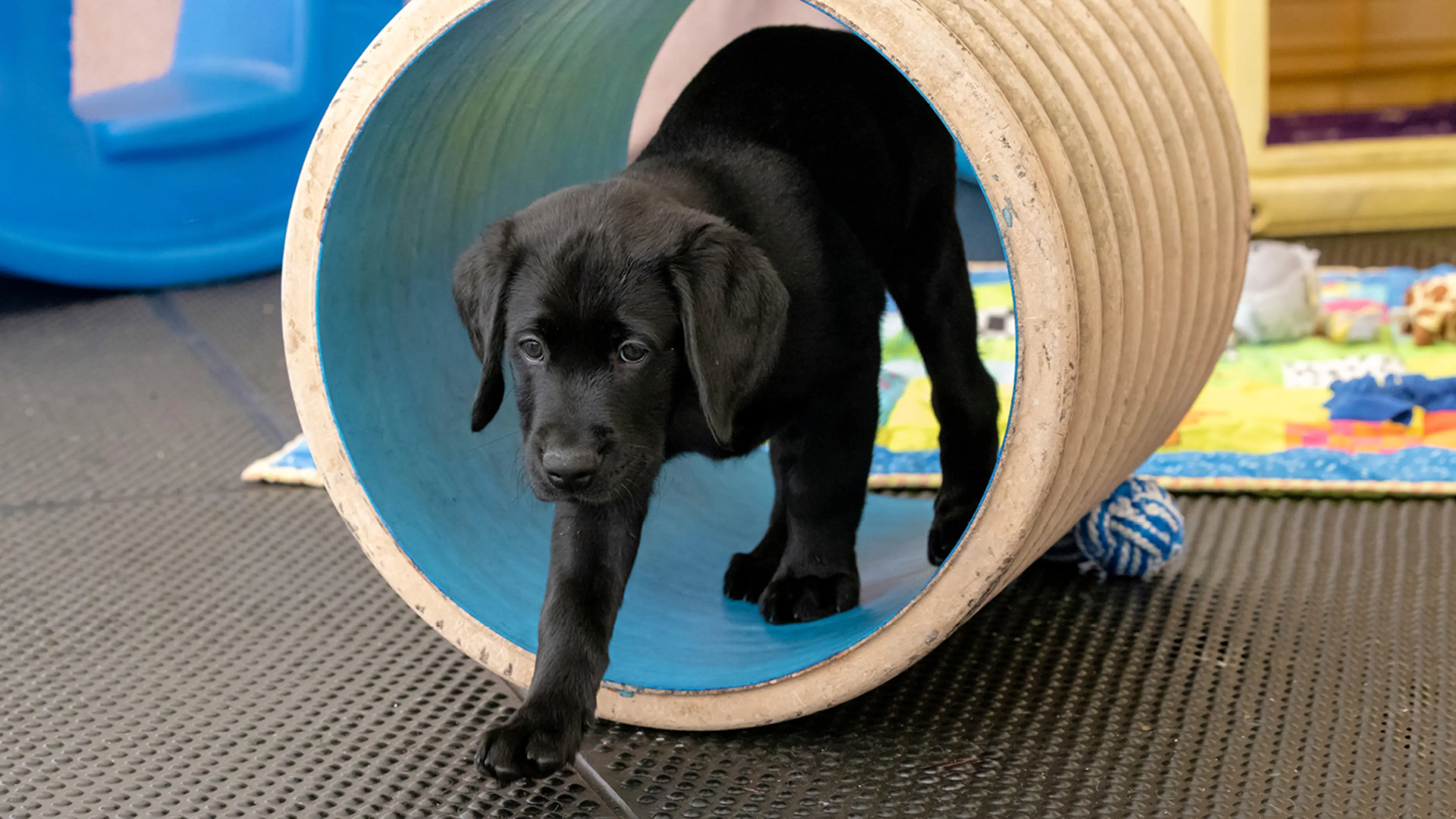 Stanley walking through a play tunnel.
