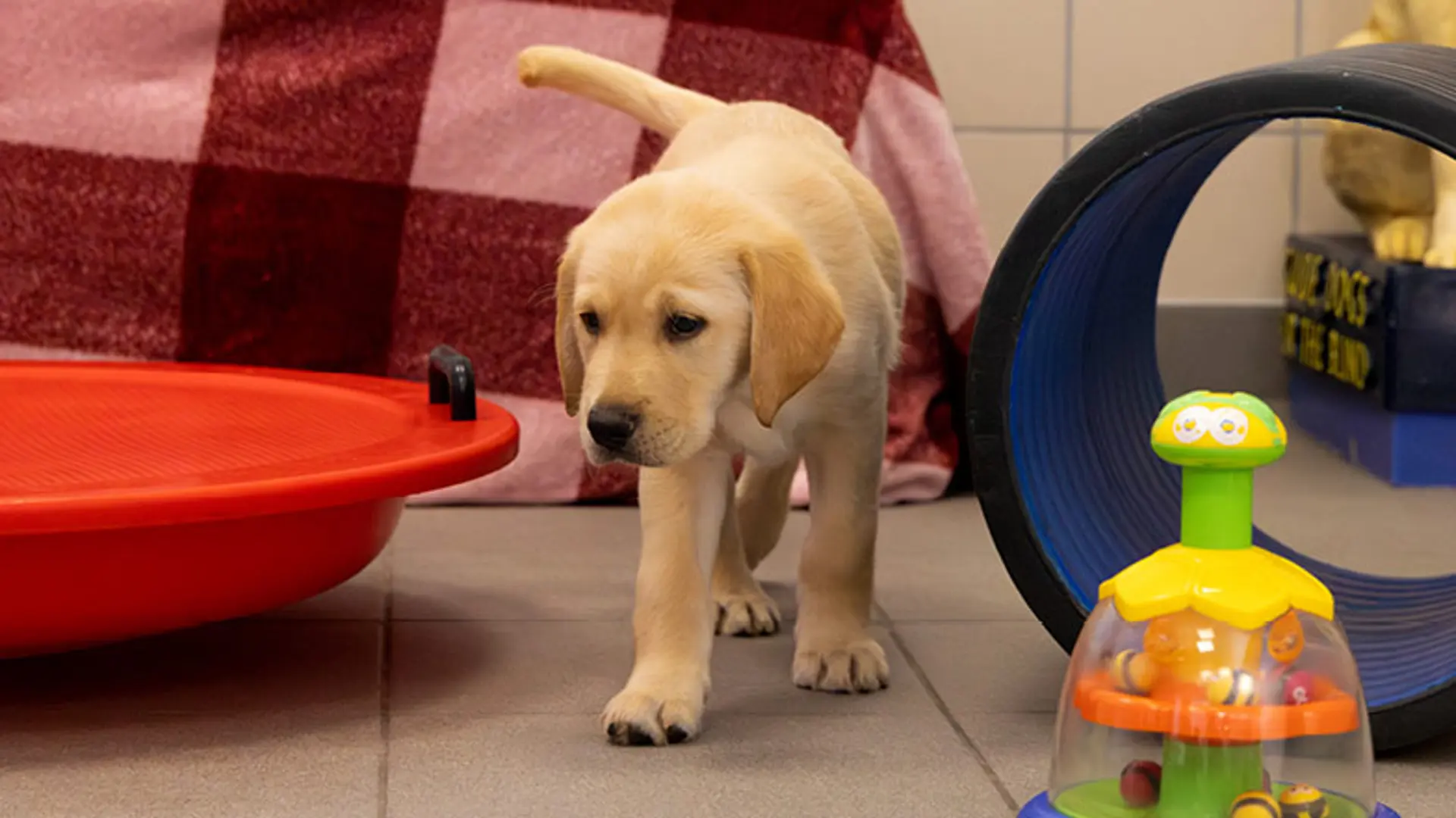 Merry walking towards the camera surrounded by toys.
