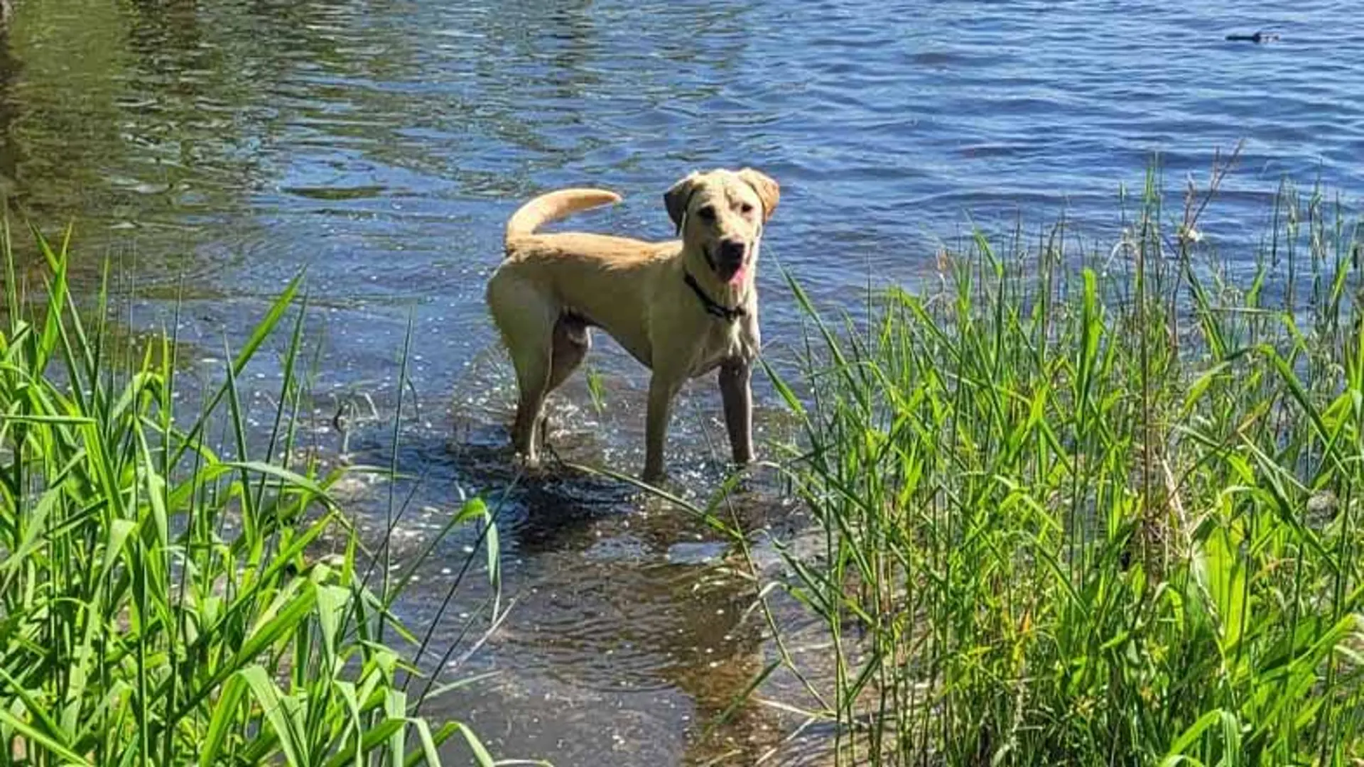 Kai, a rehomed dog, stands in a shallow pond on a sunny day.