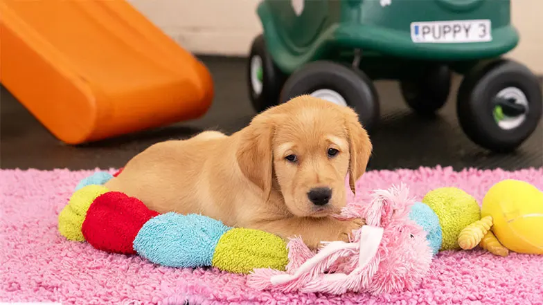 Darcy looking towards the camera, surrounded by her toys.
