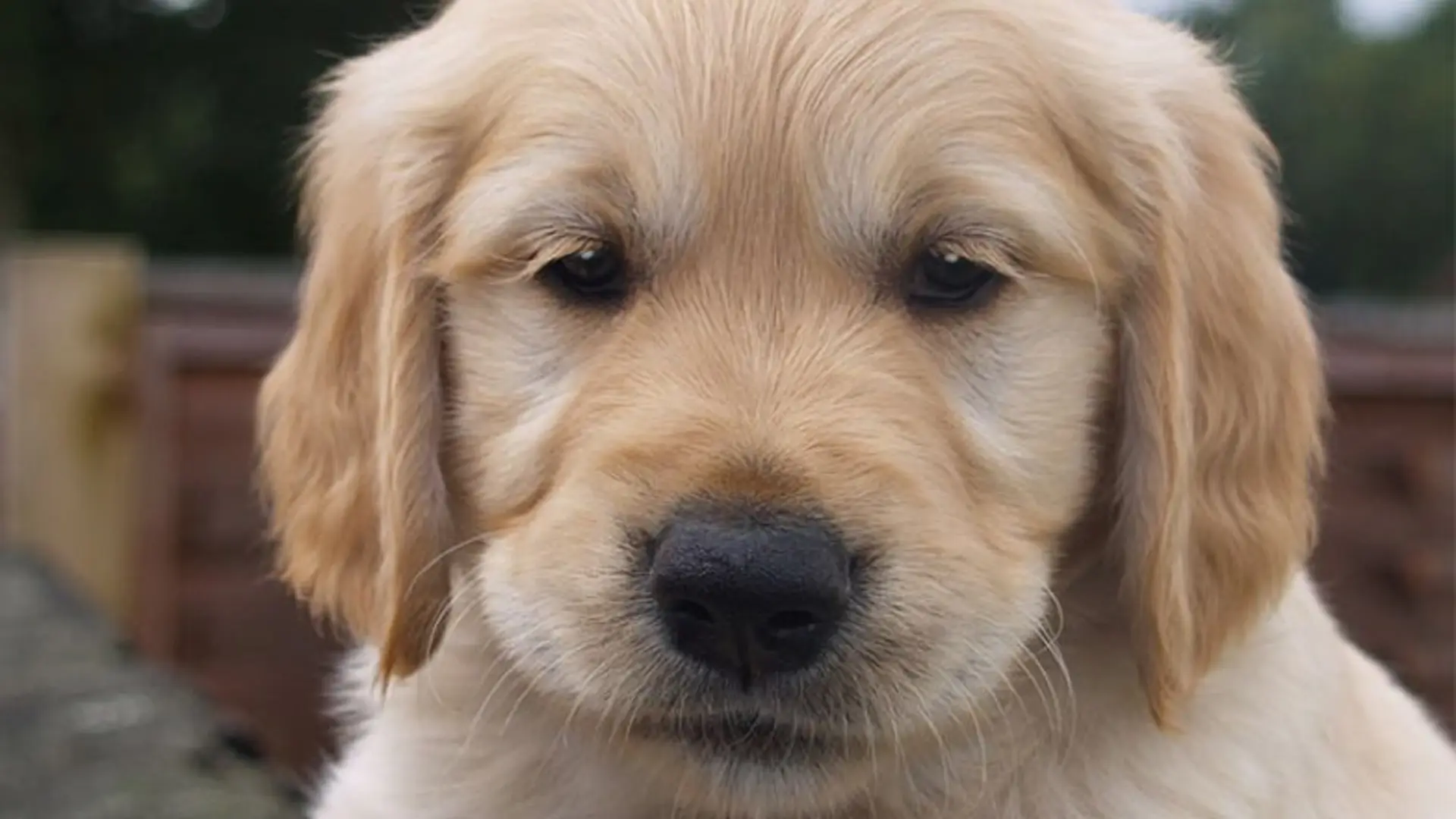 Headshot of a Labrador retriever cross puppy. 