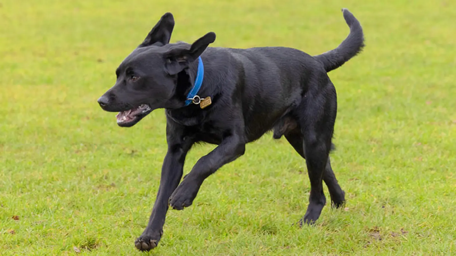A close up of black Labrador Jack free running in a grassy area.