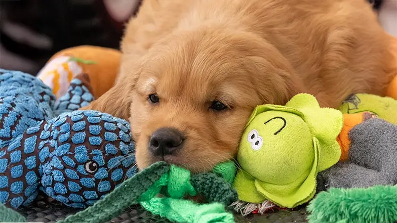 Pickle resting his head on his toys.
