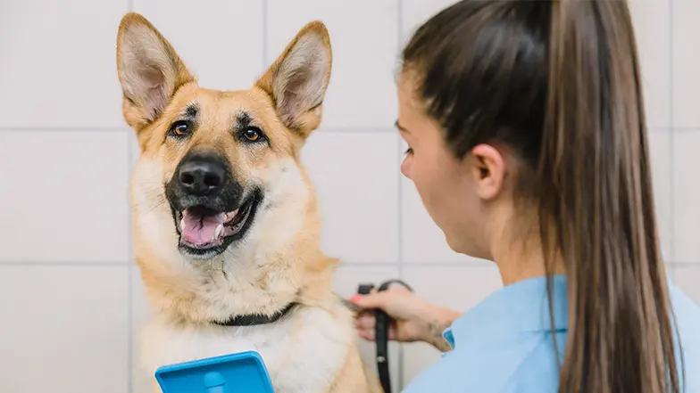 A female volunteer brushes a german shepherd dog