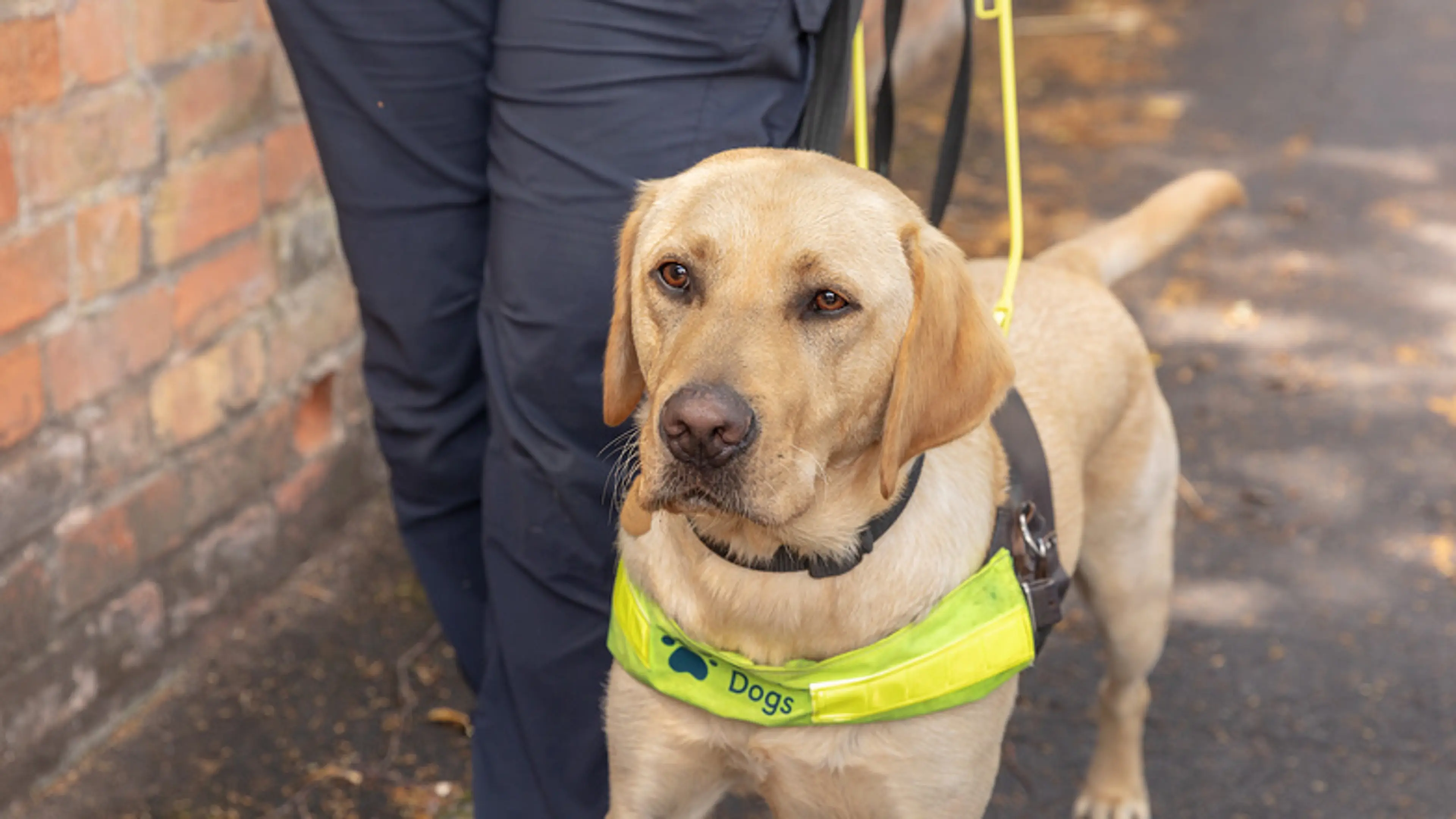 A guide dog in harness walks along the pavement next to a trainer.