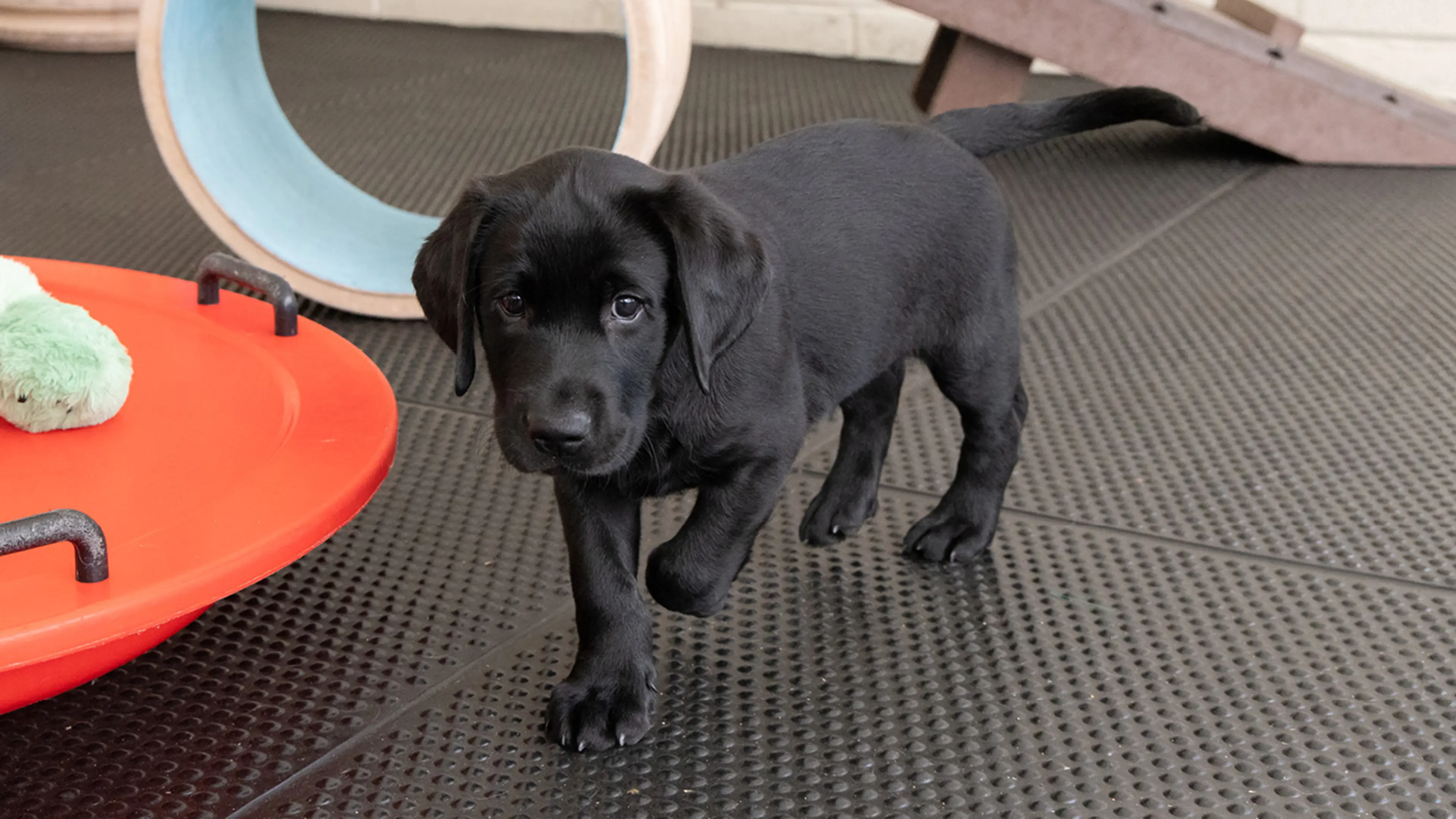 Rudy in a play area, looking towards the camera.
