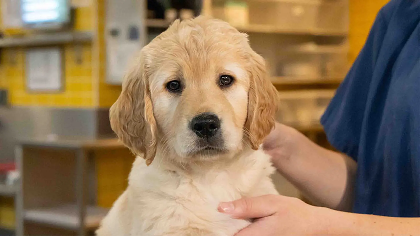 A headshot of Clover while being groomed by a Guide Dogs staff member