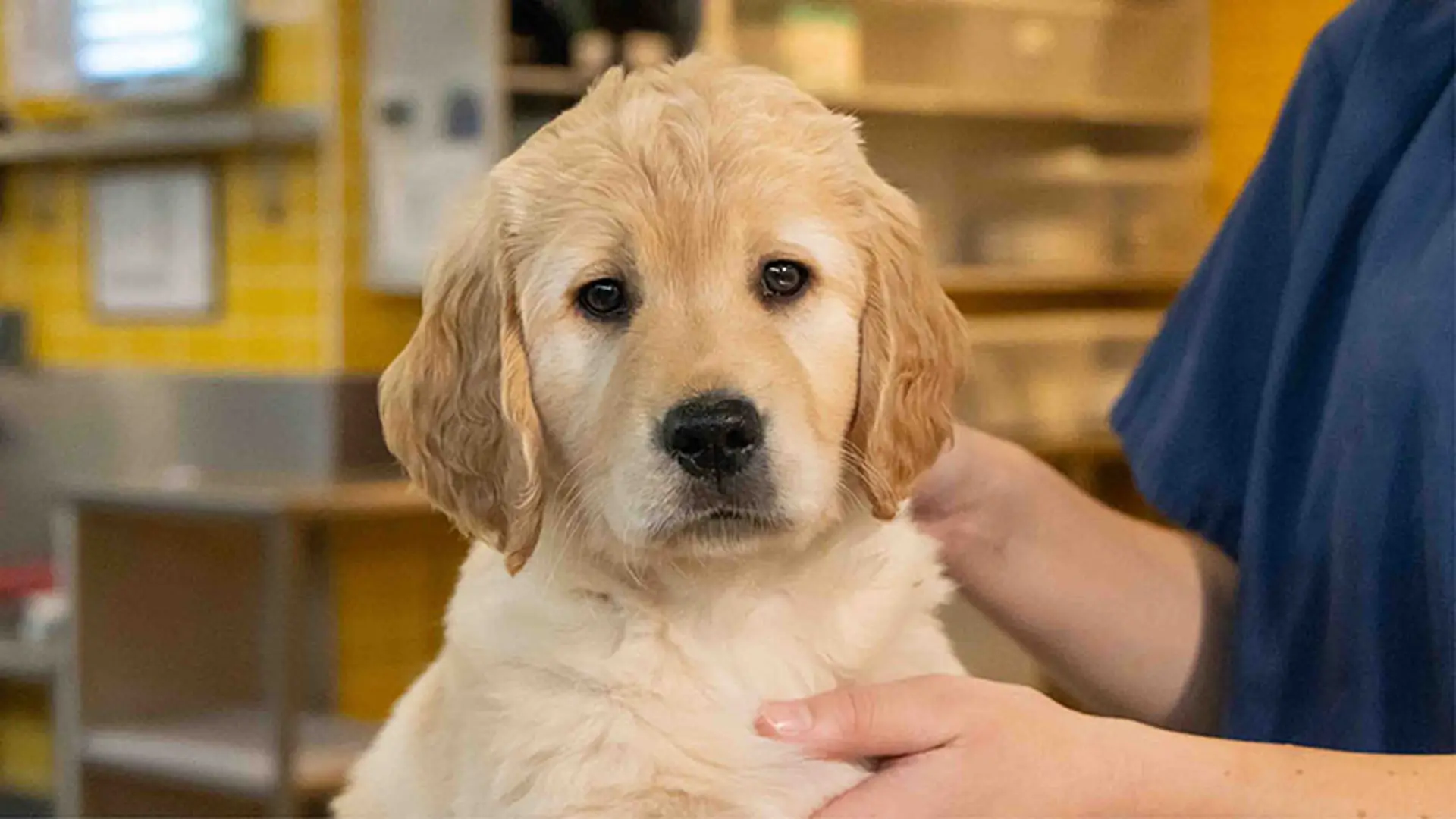 A headshot of Clover while being groomed by a Guide Dogs staff member