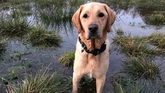 Rehomed golden Labrador Ossie standing in a puddle