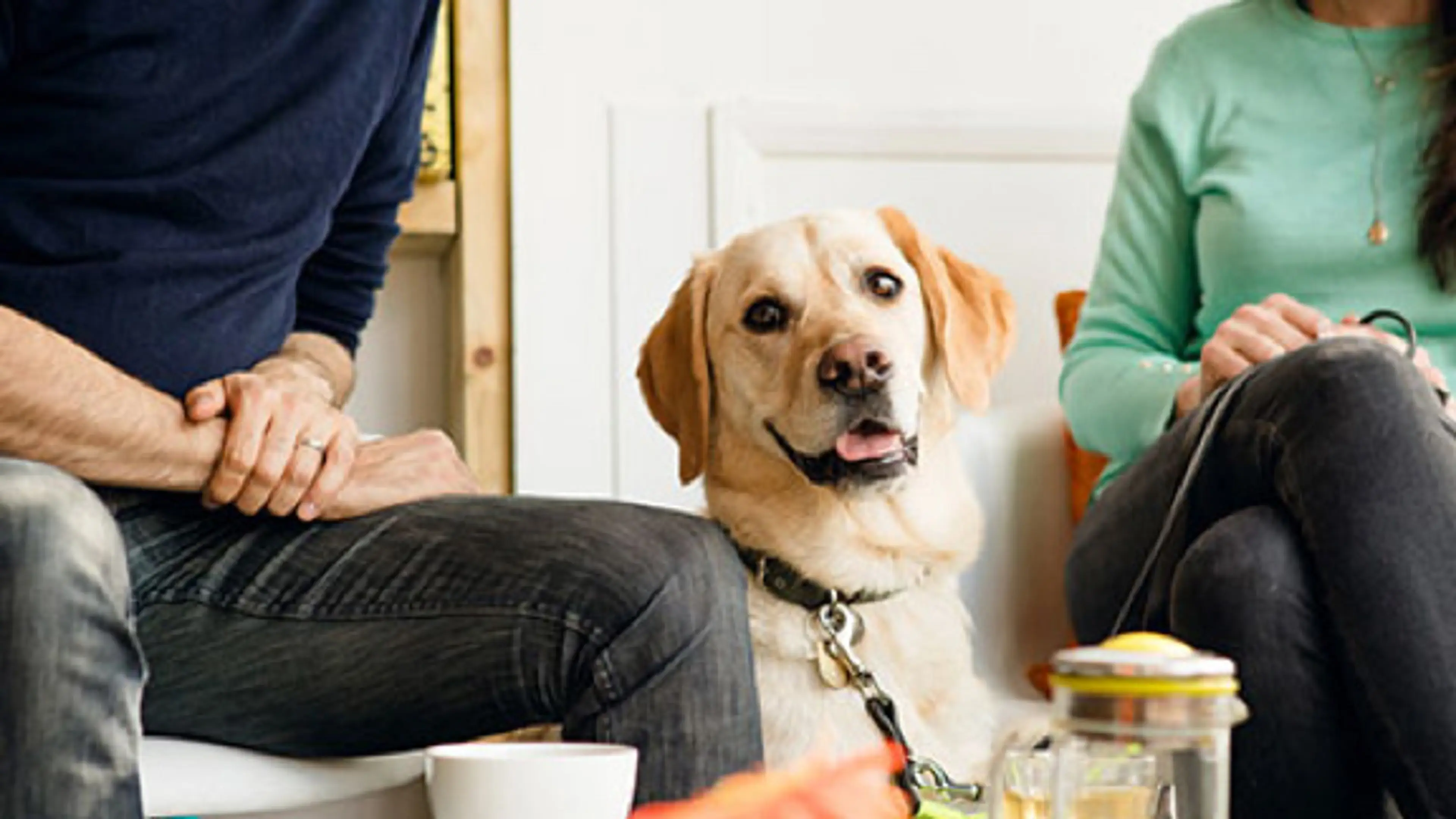 Guide dog sitting between 2 people in a cafe