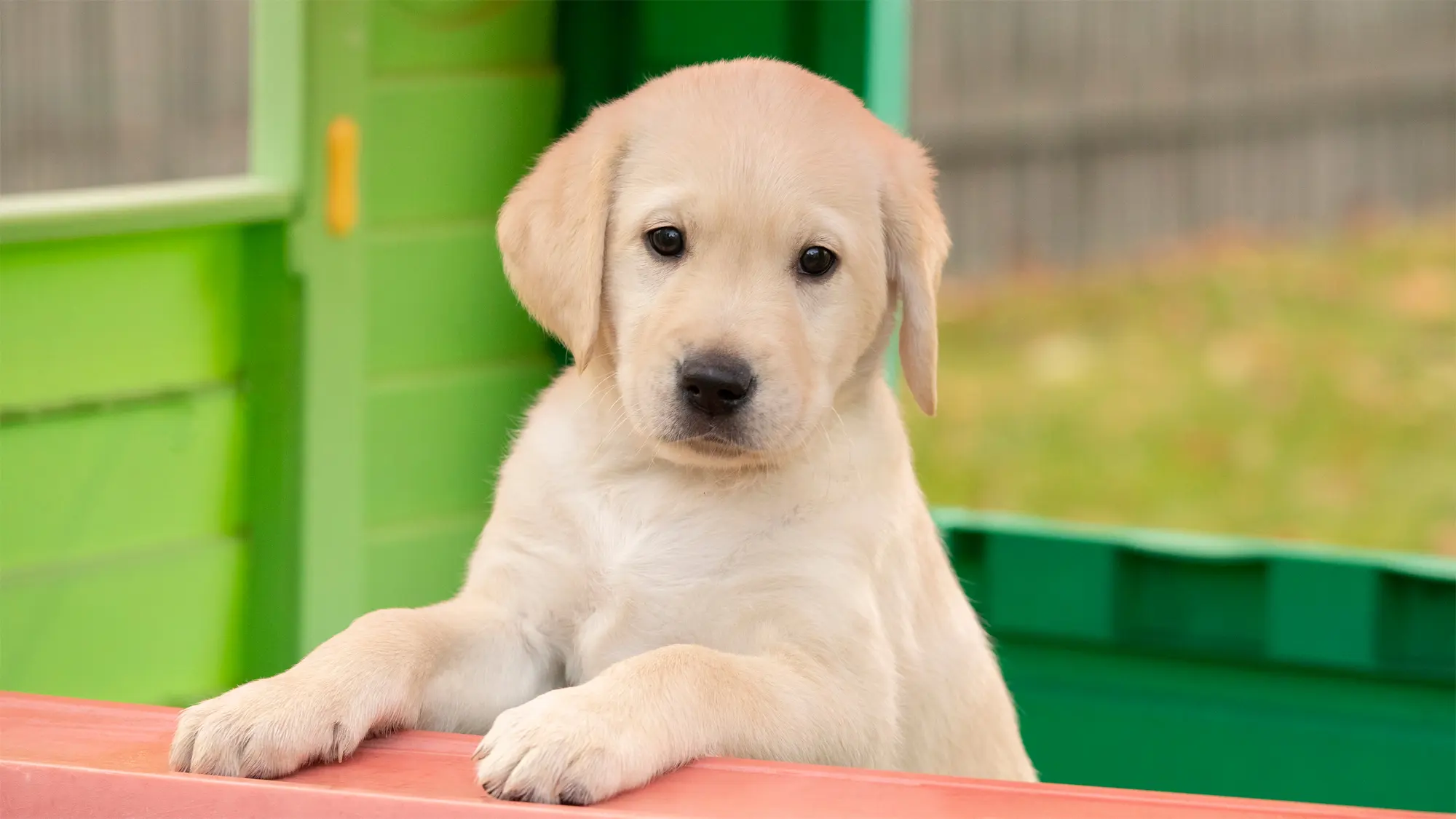 A golden Labrador puppy with their paws resting on the windowsill of a colourful playhouse.