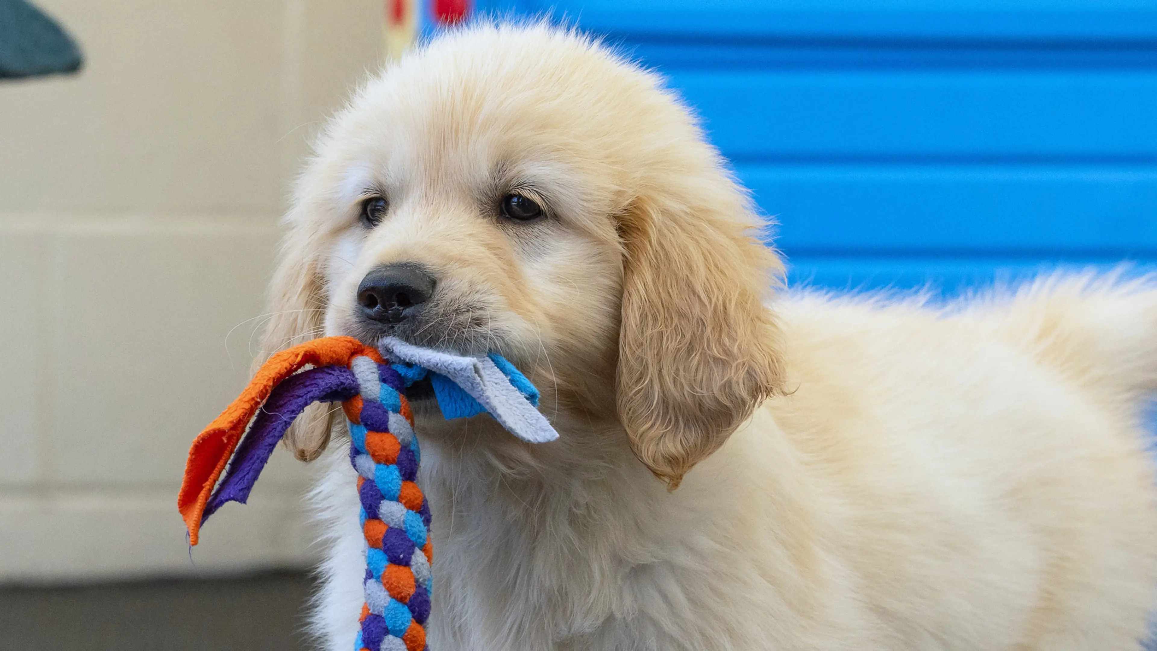 A fluffy puppy with a rope toy it their mouth walking towards camera.
