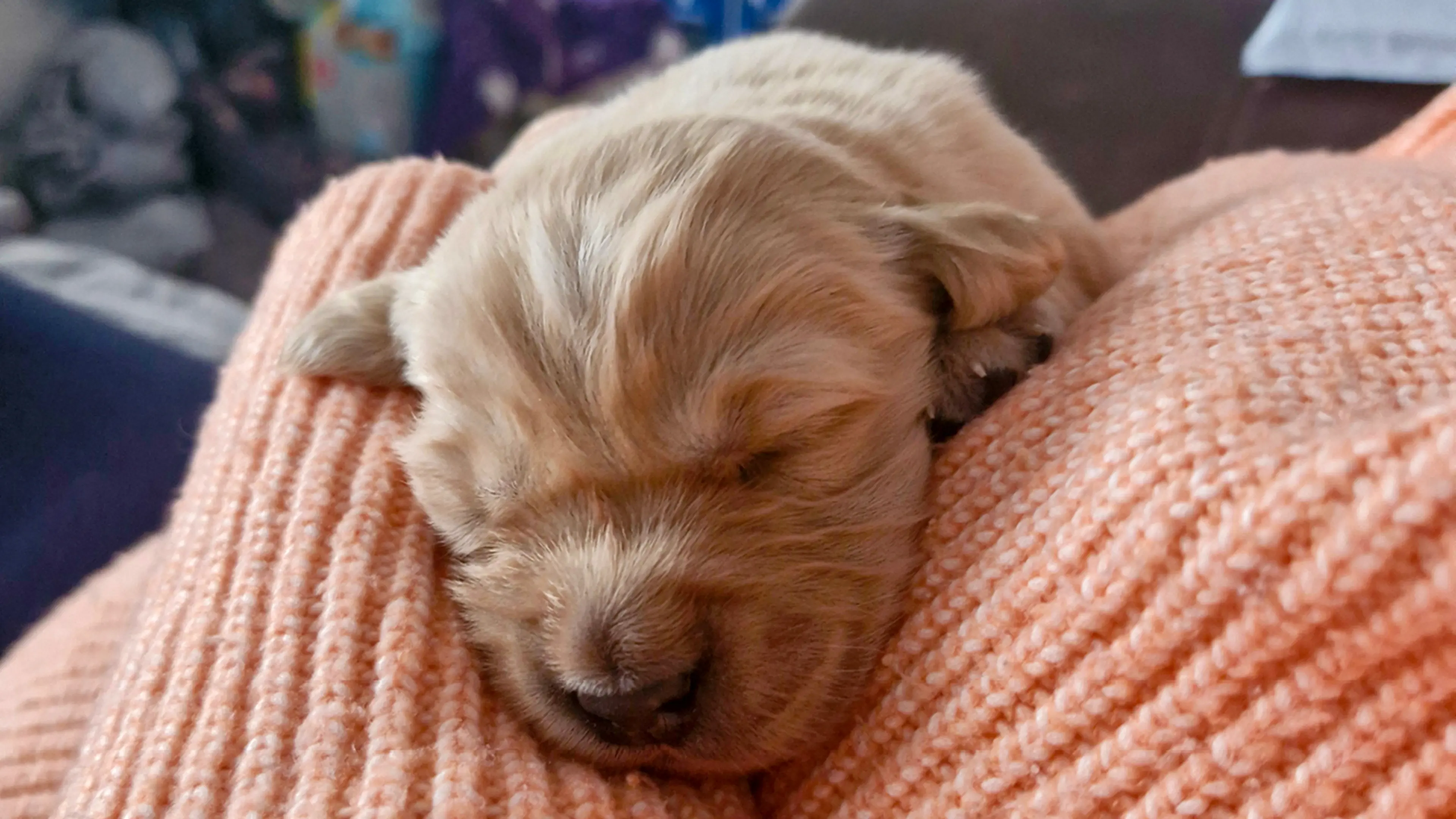 Buzz sleeping at a few days old.
