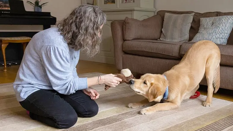 Puppy Raiser Vicky and Walter playing with a toy in the living room